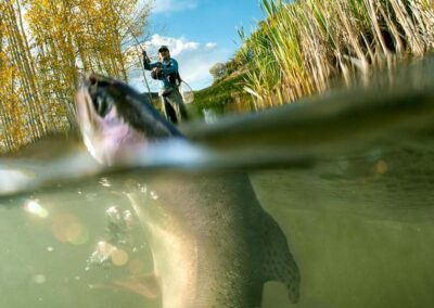 Blue Goose Lodge