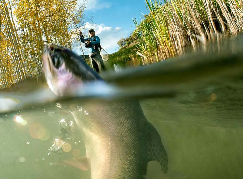 Blue Goose Lodge